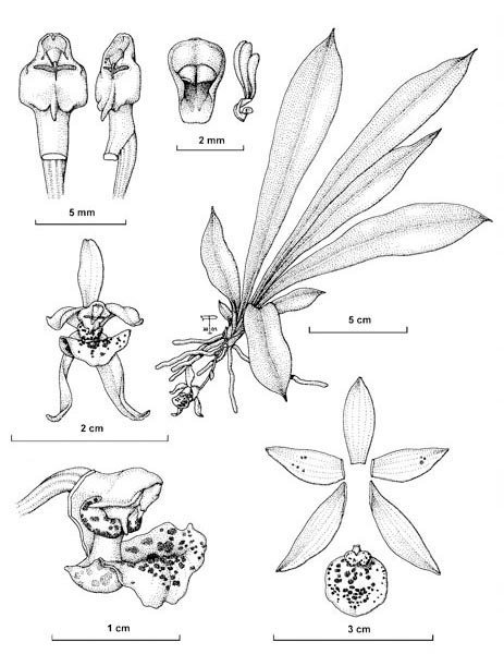 Kefersteinia alata